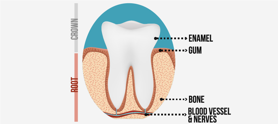 tooth-pulp-anatomy